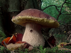 Cèpe Mushrooms (Boletes)