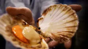 scallop in its shell