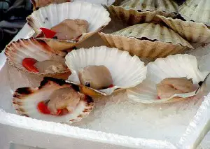 scallops in their shells